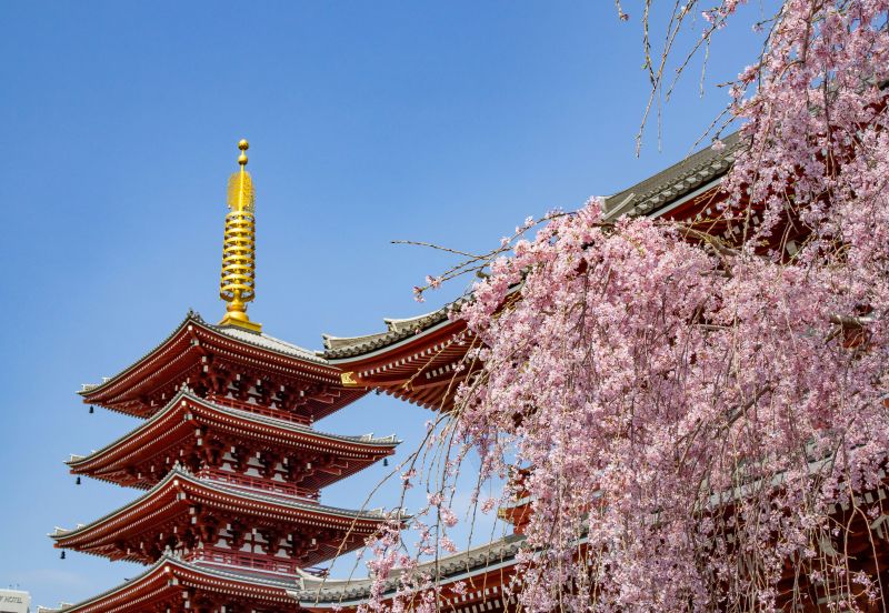 Senso-ji Tempel während der Kirschblüte