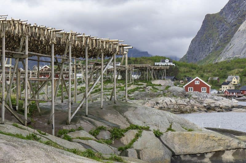 Stockfisch sieht man auf den Lofoten sehr oft