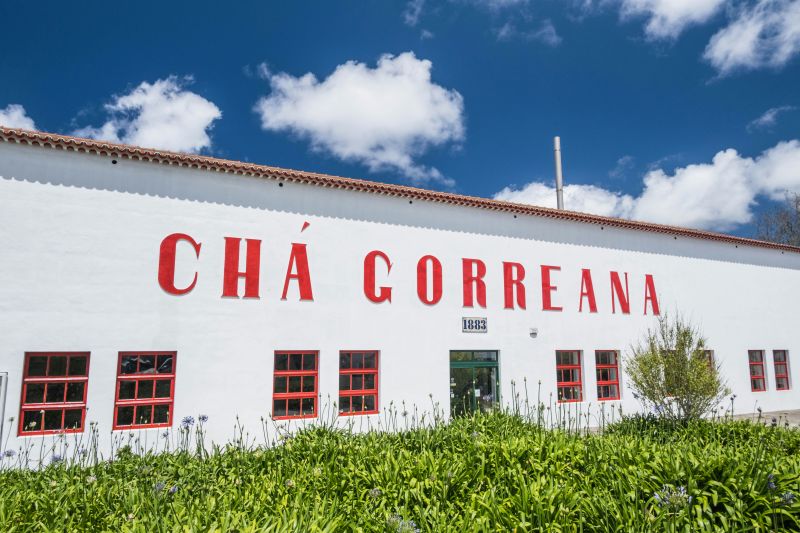 Teeplantage Chá Gorreana auf São Miguel