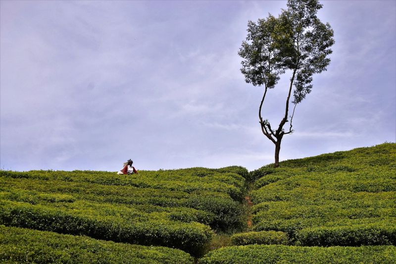 Teeplantage in Sri Lanka