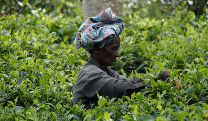 Teeplantagen sind beliebte Ziele für Landausflüge in Colombo (Sri Lanka)