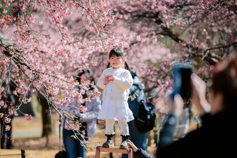 Tokio zur Zeit der Kirschblüte