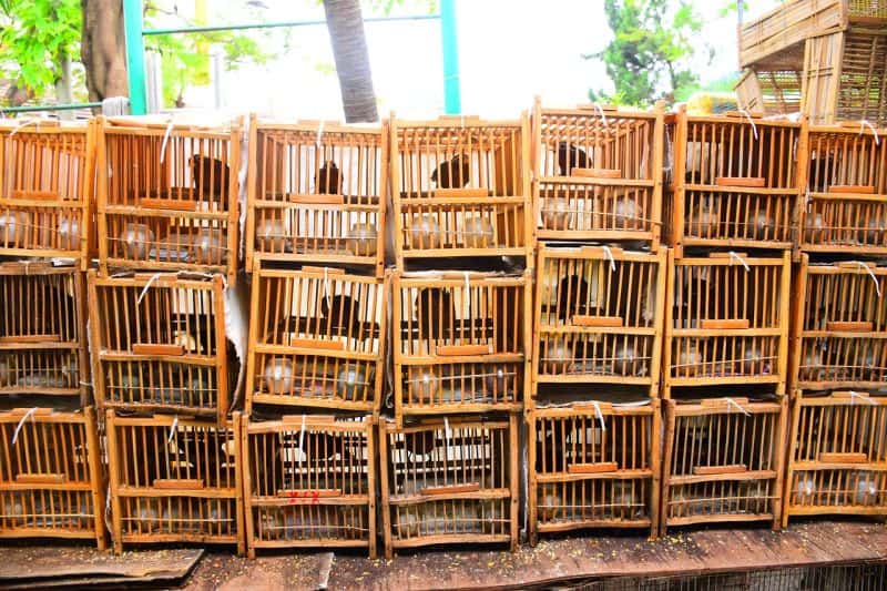 Vogelkäfige auf dem Birdmarket