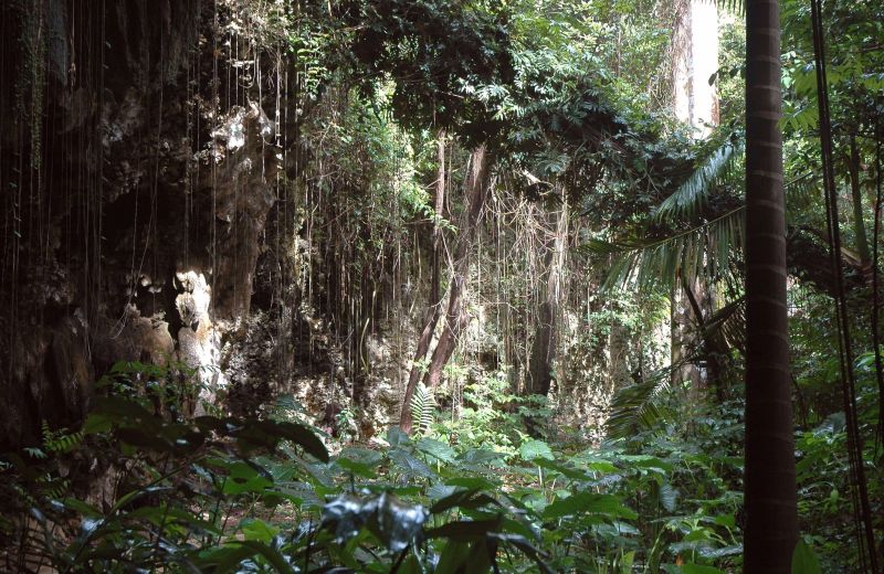 Welchman Hall Gully auf Barbados