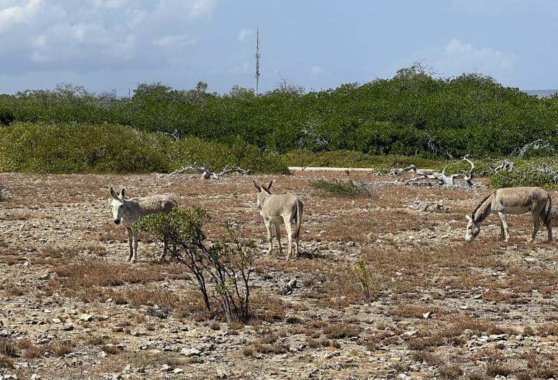 Wilde Esel auf Bonaire