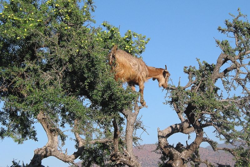 Landausflüge in Agadir zu den Ziegen in den Arganbäumen